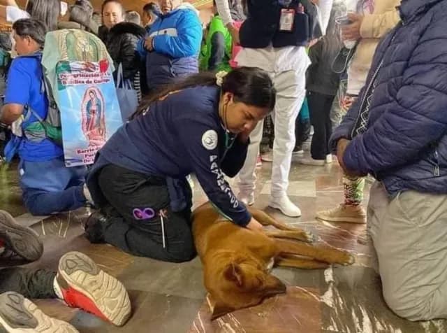 Perro peregrino es atendido por enfermeros en la Basílica