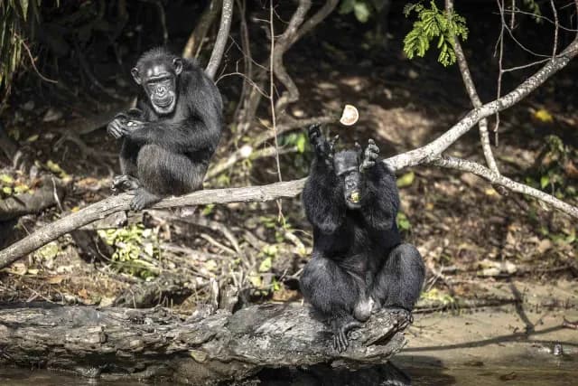 Chimpancés en una reserva en Liberia