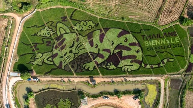 Crean dibujos de gatos sobre sembradíos de arroz