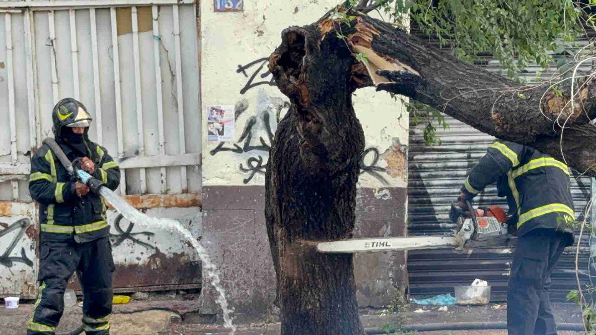 Emergencia por Caída de Árbol con Panal de Abejas en Colonia Vallejo, en la GAM