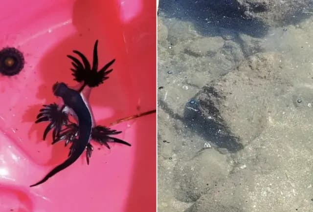 Dragón azul fue visto en las playas de Manzanillo, en Colima