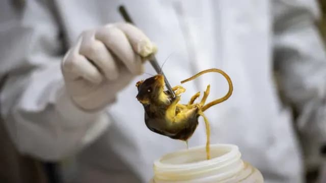 El hantavirus es una enfermedad viral grave transmitida a los humanos principalmente por roedores silvestres. Foto: AFP