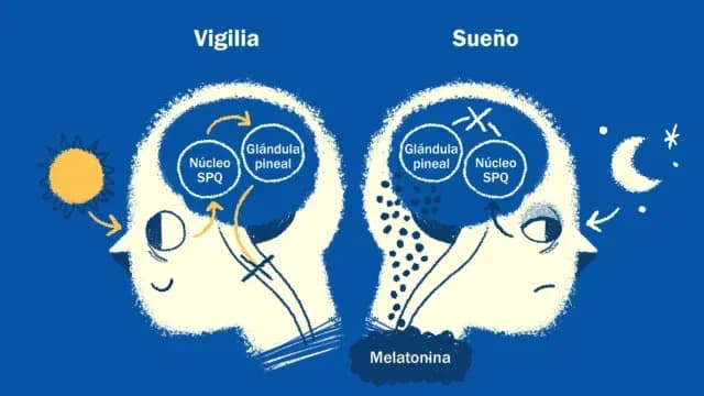 Los adolescentes tienen el reloj biológico retrasado