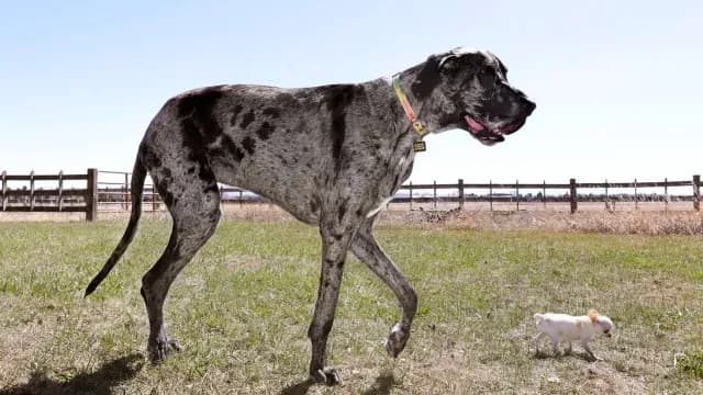 Reginald y Pearl salen a pasear. Foto: AP