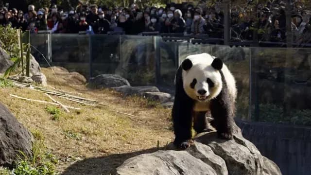 Pandas en Japón. Foto: EFE