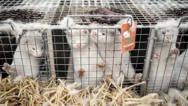 Visones encerrados en una jaula en una granja peletera