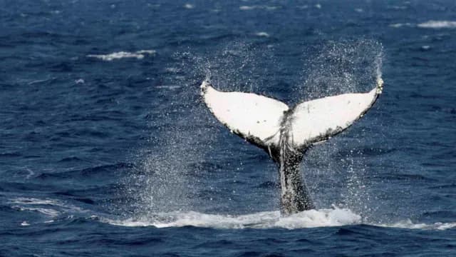 Ballenas cambian el canto por la lucha para atraer a las hembras
