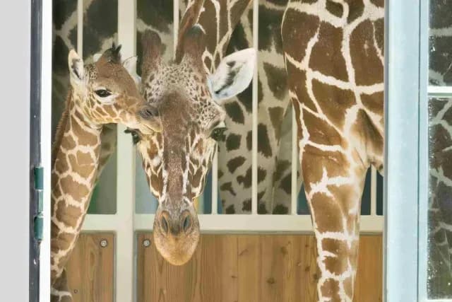 Nueva cría de jirafa somalí nace en zoo de Viena