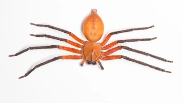 Araña Cangrejo Gigante