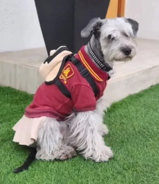Estudiantes Adoptan a Perrita y le Hacen su Propio Uniforme Escolar