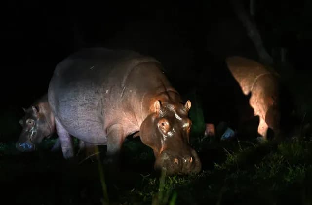 Hipopótamos fotografiados en la noche en Colombia
