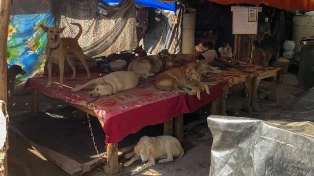 Mujer alimenta a 200 personas en la India y provoca terror a sus vecinos