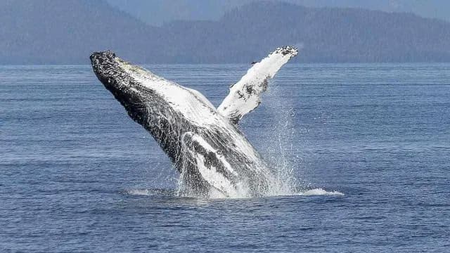 Se volverá a permitir la caza de ballenas en Islandia