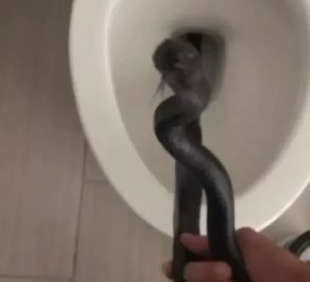 Mujer Encuentra una Serpiente Saliendo de su Baño