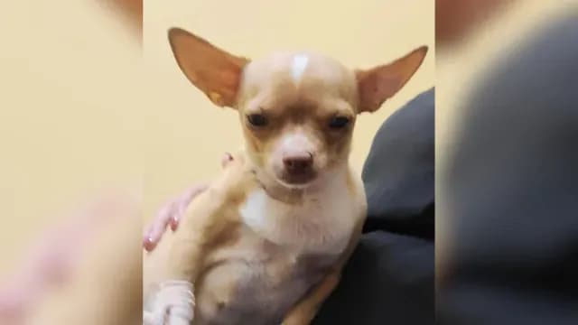 "Sugar" tenía seis años de edad. Foto: Oficina del Sheriff del Condado de Collier