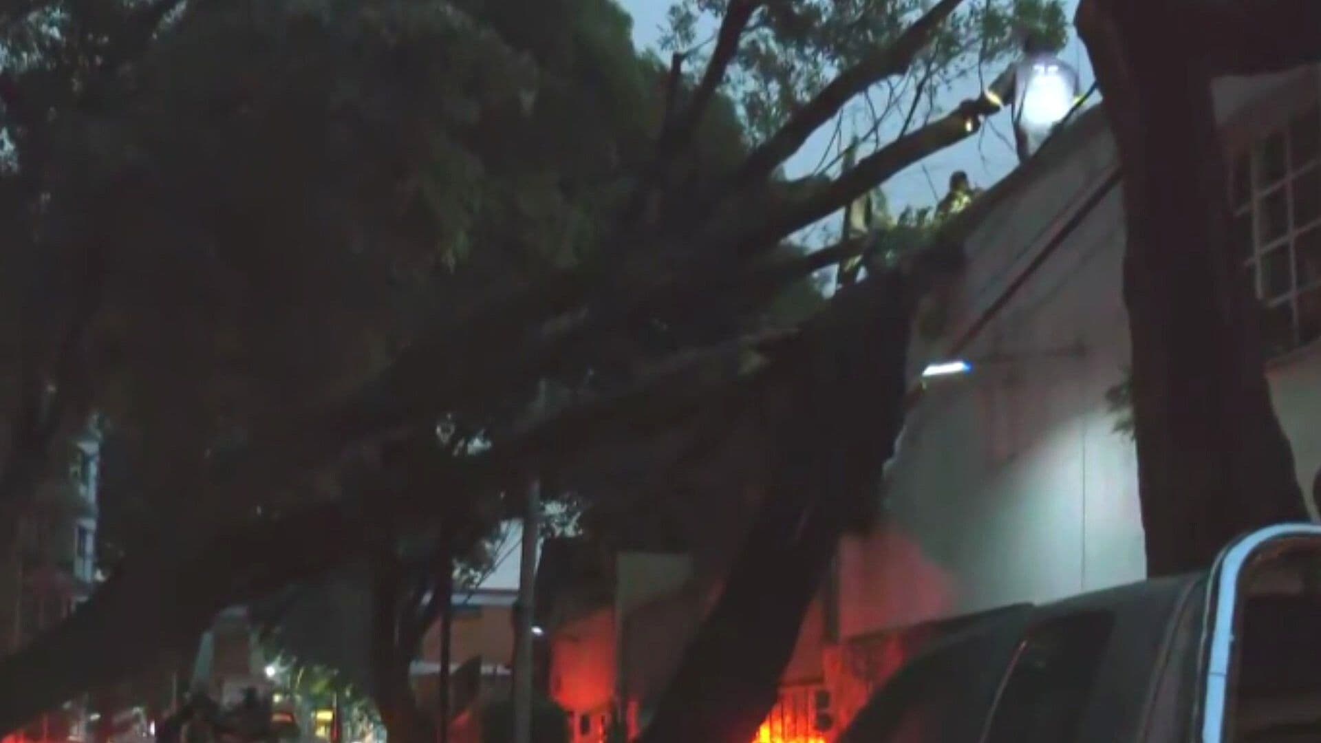 Árbol de Casi 20 Metros Cayó sobre Casa en Cerro Cóporo en la Alcaldía Coyoacán; Hay Daños