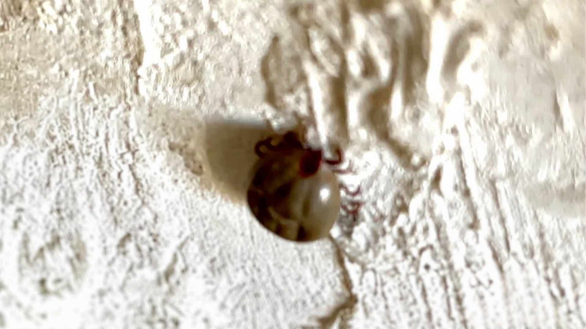 Preocupan Muertes por Rickettsia en Chihuahua; Ciudadanos Opinan al Respecto