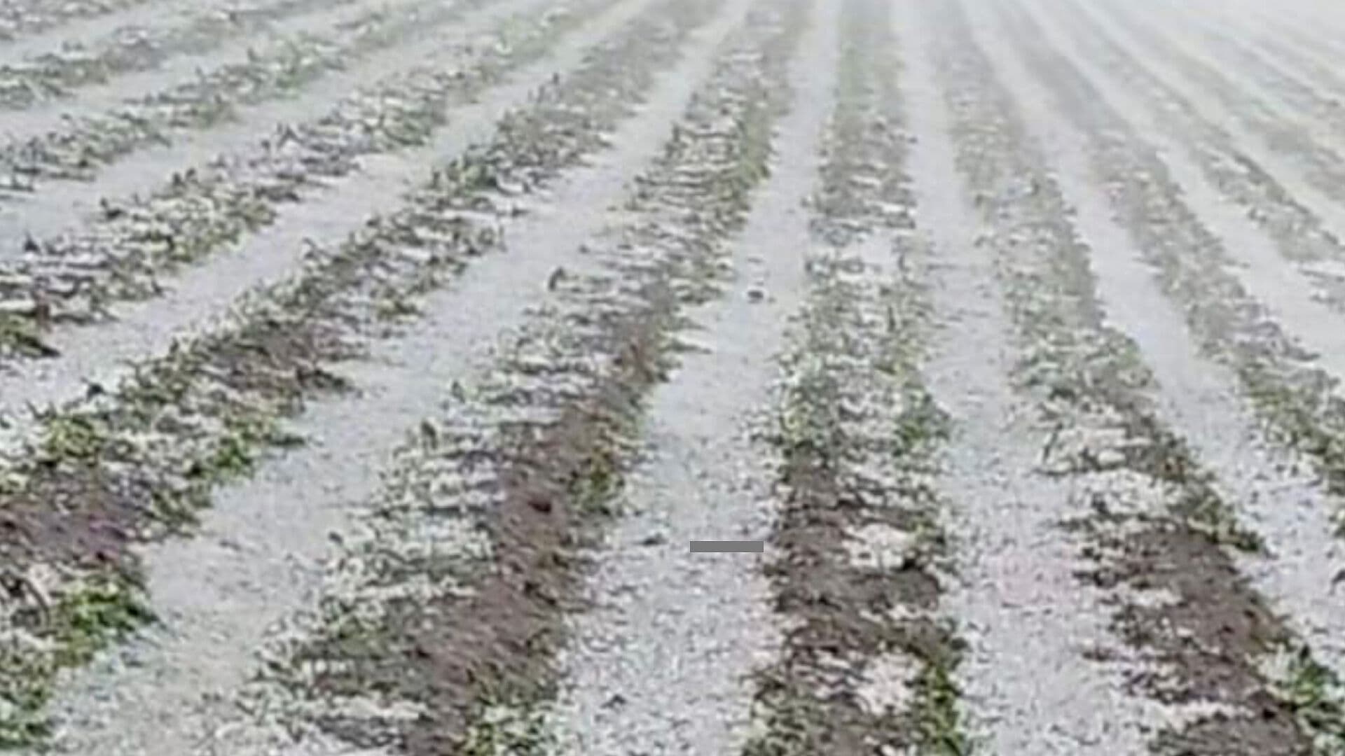 Granizada Afectó Campos de Cultivo en Cinco Municipios del Estado de Puebla