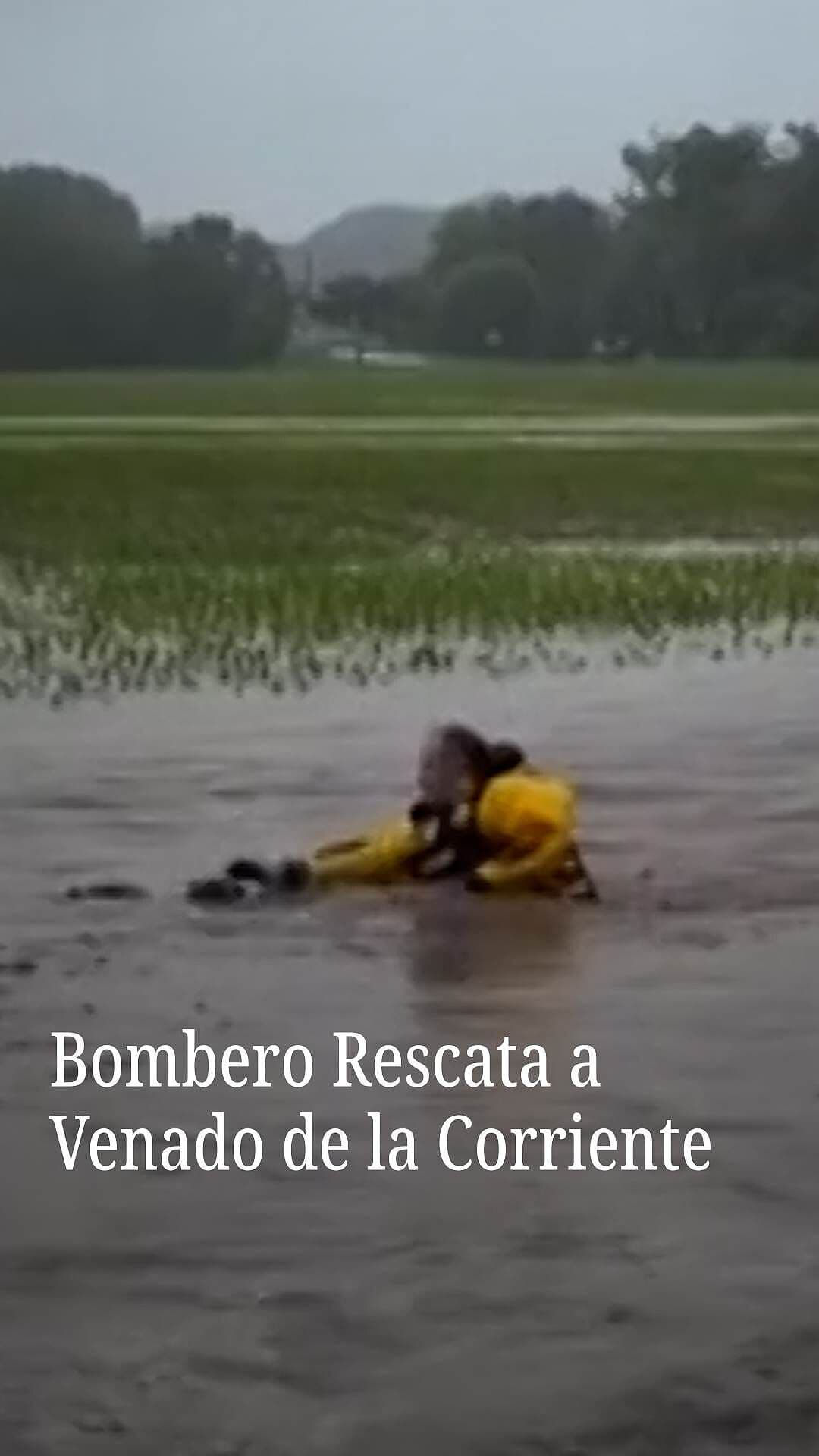 Bombero Rescata a Venado de la Corriente