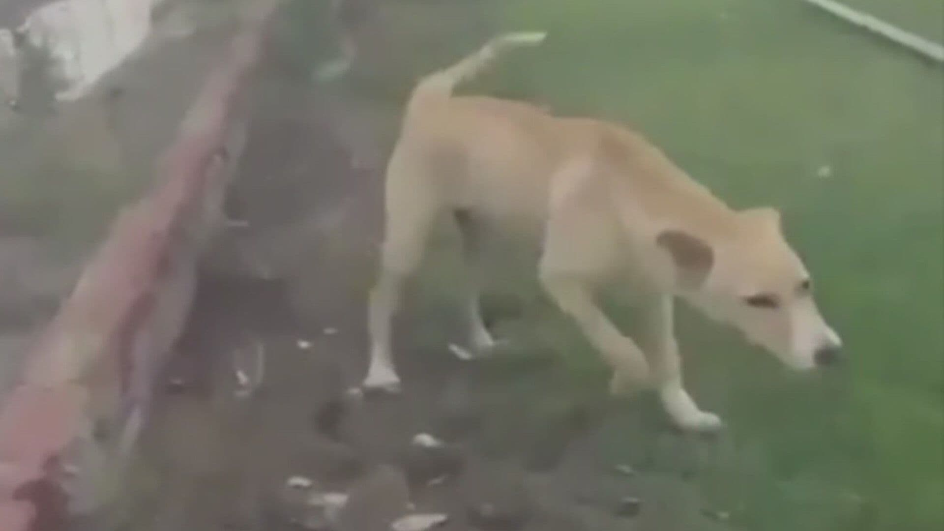 Acusan a Sujeto de Matar a Tiros a Dos Perros en San Luis Potosí; Así lo Enfrentaron