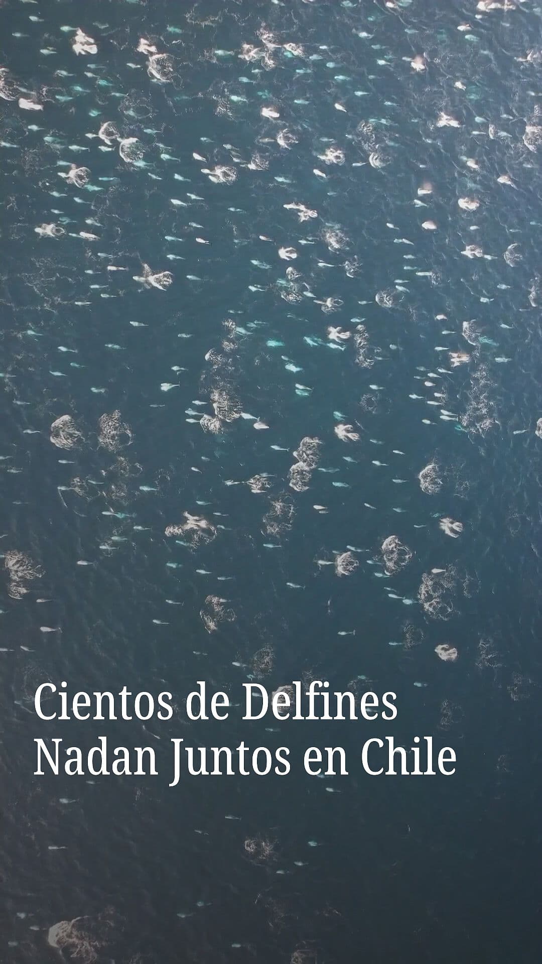 Cientos de Delfines Nadan Juntos en Chile