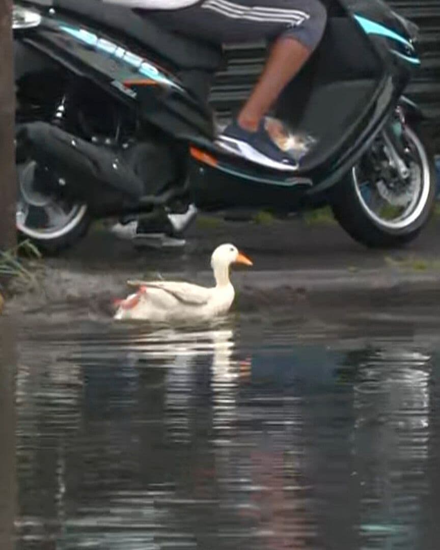 Familia Aprovecha la Inundación en la Calzada Ignacio Zaragoza y Saca a su Pato a Chapotear