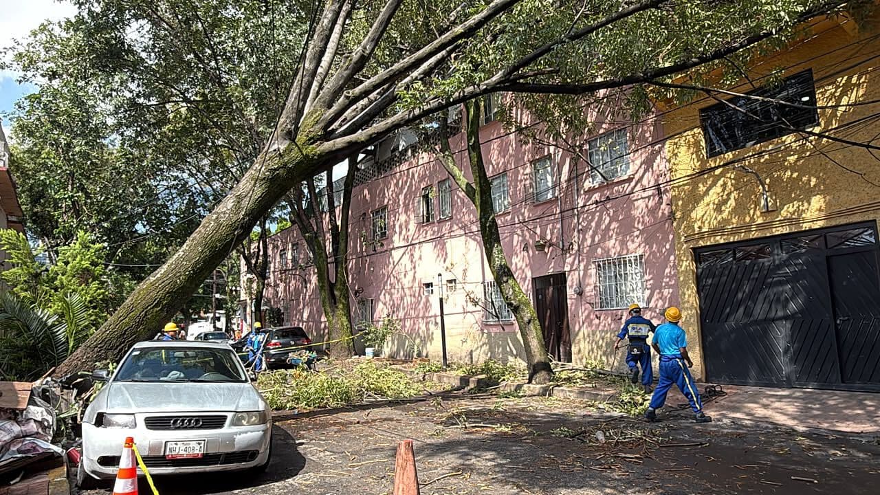 Suman 20 Árboles Caídos por Lluvias en Colonia Pensil, Alcaldía Miguel Hidalgo