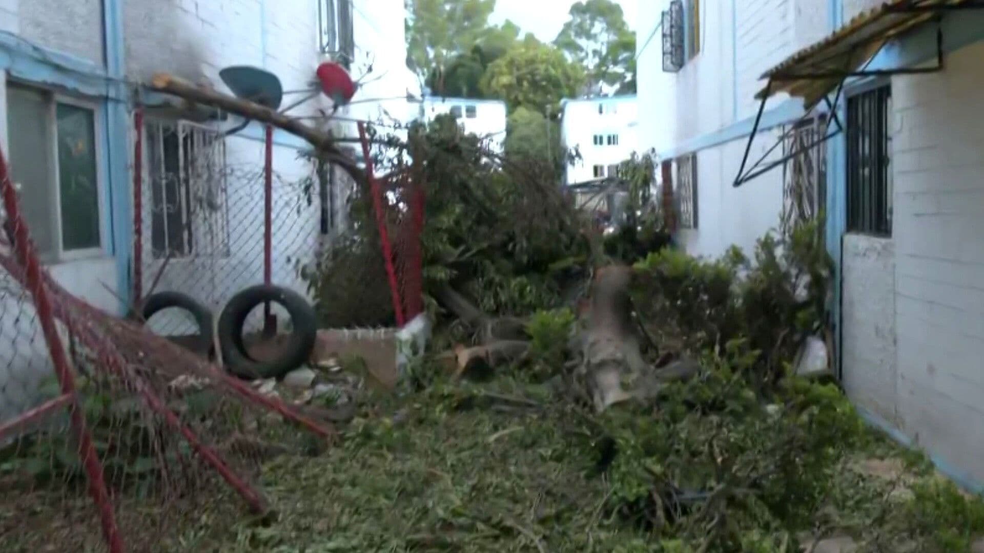 Cae Árbol por Fuertes Rachas de Viento en Unidad Culhuacán en Coapa, CDMX
