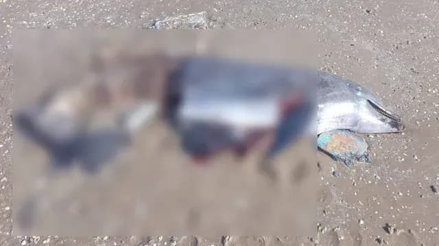 Hallan Primer Delfín Muerto en Playa Bagdad de Matamoros