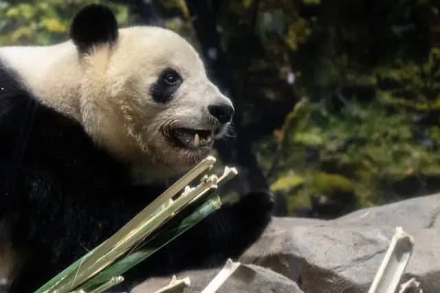 La panda Xiao Xiao en su último día en Japón antes de volver a China