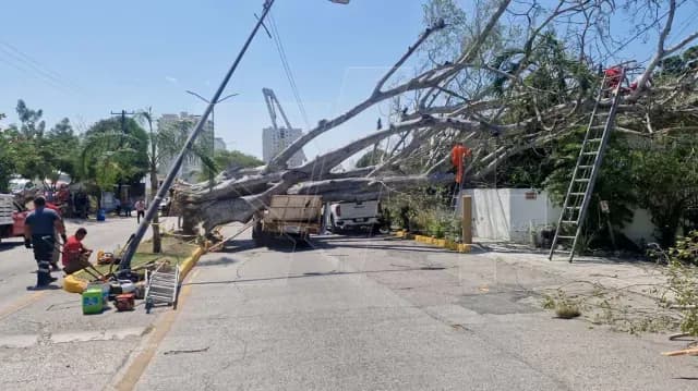 Lesionados Luego de Caer Enorme Árbol en Tamaulipas