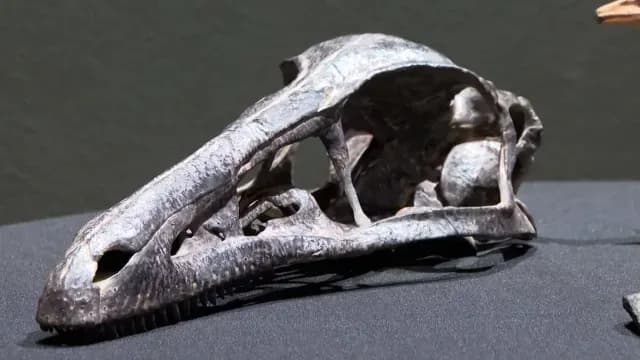 Xenovenator Espinosai en Coahuila