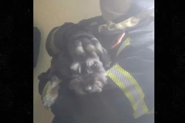Rescatan a perro.