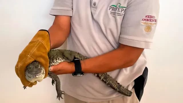 El reptil se mantendrá bajo resguardo de las autoridades para su protección. Foto: Profepa