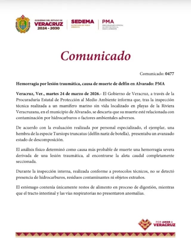 Emiten comunicado por hallazgo de delfín muerto en Veracruz. Foto: SEDEMA | PMA