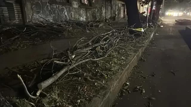 Árboles derribados tras choque de auto en Insurgentes Sur. Foto: N+