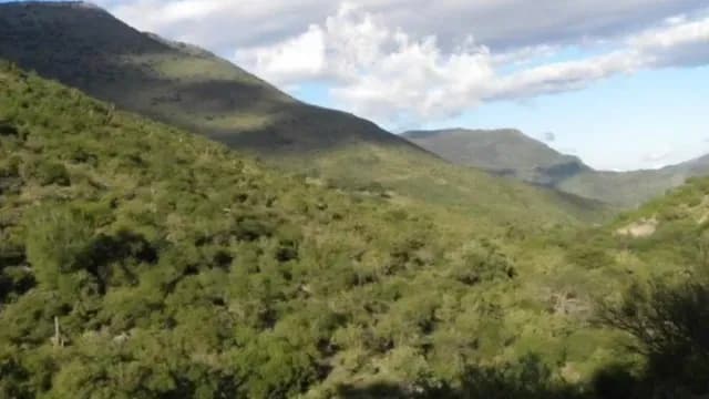 Es la primera vez que se capta un jaguar en Guanajuato. Foto: N+