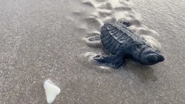Presencia de Tortuga Lora en Costas de Tamaulipas