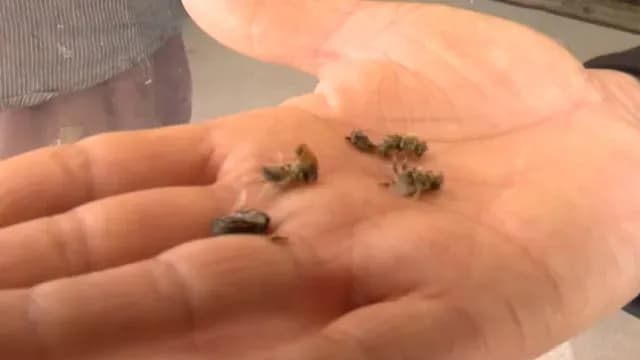 Fueron decenas de abejas las que atacaron a Alicia. Foto: N+