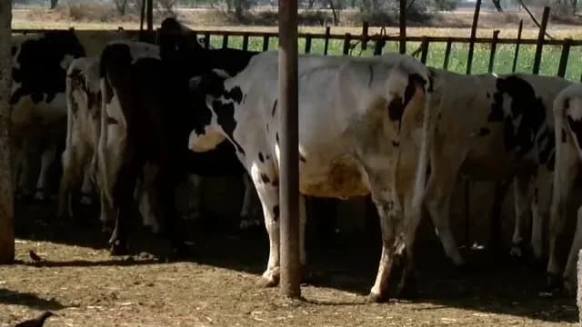 El 28 de febrero del 2026 se detectó el primer caso de Gusano Barrenador. Foto: N+