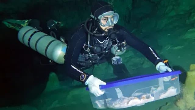Traslado de fósiles humanos que fueron descubiertos en cenote de Quintana Roo. Foto: INAH