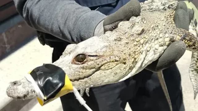 Personal de Protección Civil se encargó de retirar al cocodrilo. Foto: N+
