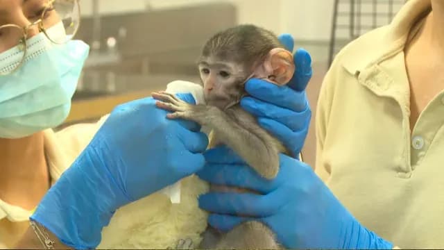 Yuji recibe amor y atención de veterinarios en Guadalajara. Foto: N+