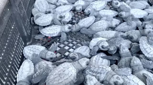 Temporada de Anidación Tortuga Lora en Tamaulipas