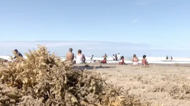 Aparece Sargazo en Playa Miramar de Ciudad Madero