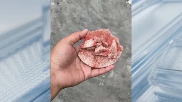 Desconocidos Envenenan Perros Rescatados en Matamoros