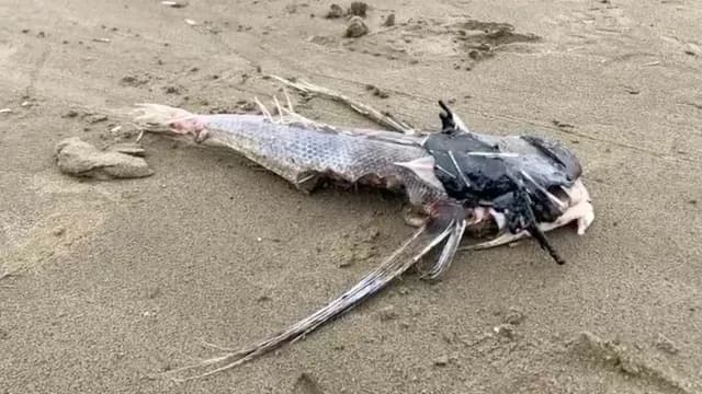 Localizan muerto un pez volador fue hallado con restos de hidrocarburo. Foto: N+