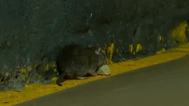 Ratas toman el control bajo la Plaza Tapatía. Foto: N+