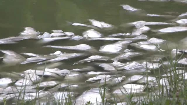 Registran Mortandad de 3 Toneladas de Peces en El Camalote