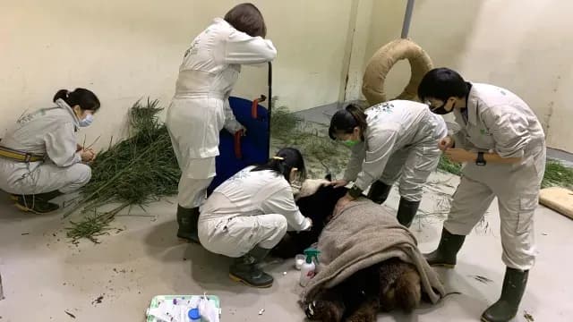 Los cuidadores atienden al panda gigante enfermo Tuan Tuan en el Zoológico de Taipei en Taipei, Taiwán.